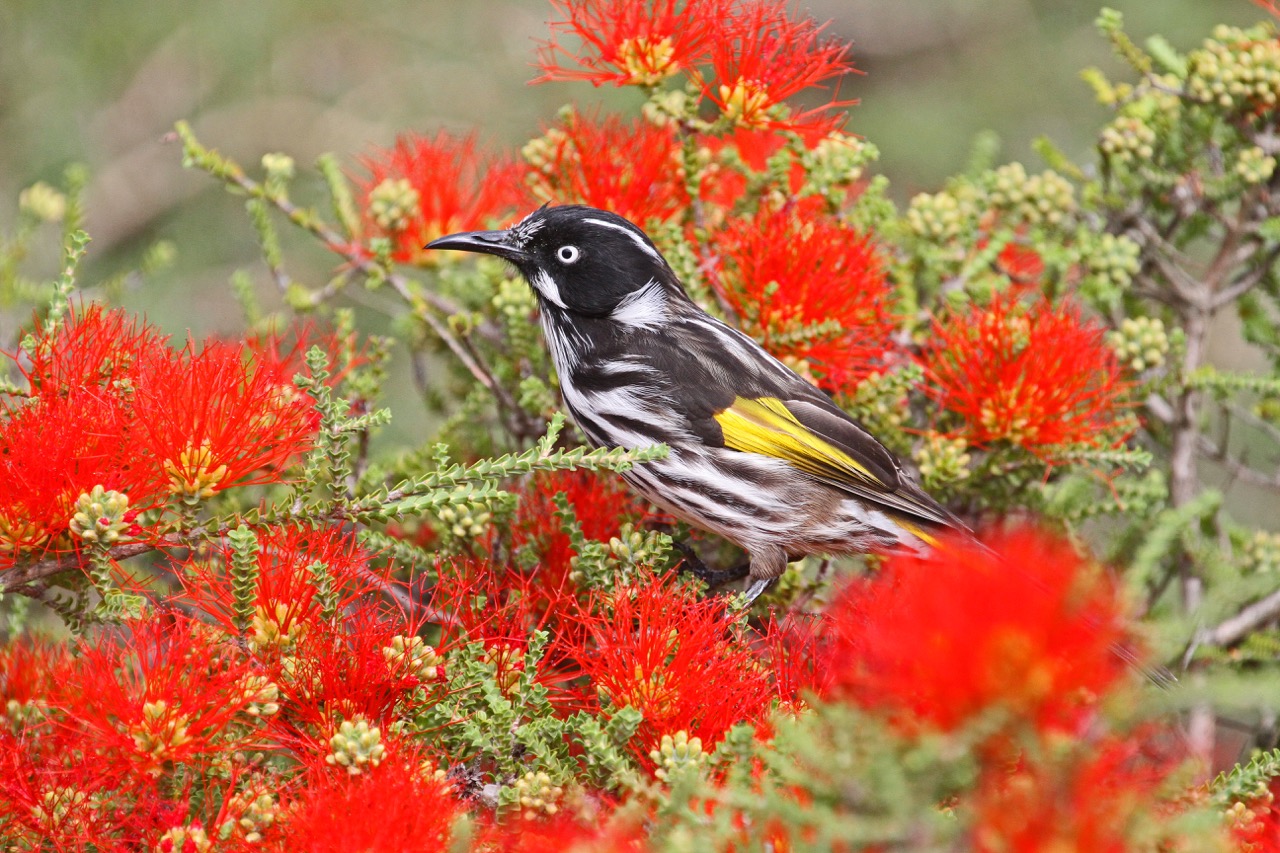 Urban Biodiversity Strategy 20242034 Your Say Boroondara